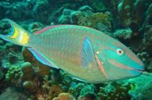  Parrot   fish 
