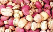  Kola   Nuts 