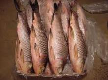  Frozen  Rohu