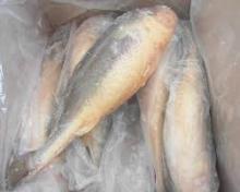 Frozen  yellow   croaker   whole  round