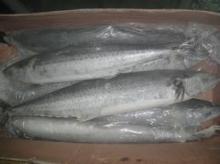 Frozen Kingfish