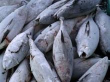 skipjack  tuna / yellowfin   tuna 