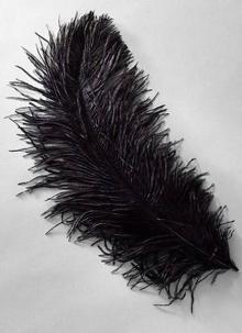 Ostrich Feather