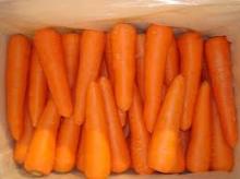 FRESH CARROTS