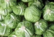 FRESH CABBAGES