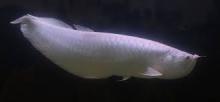 AROWANA FISH