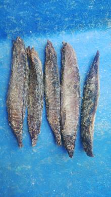 Dried Fish Tuna - Maldives Dry Skipjack