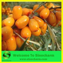 Frozen  Sea   Buckthorn  (Hippophae)