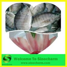 Frozen Tilapia Fish