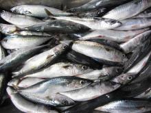  Fresh   Frozen   Mackerel  WR
