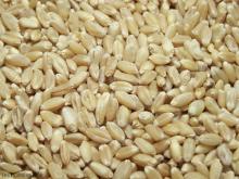 MILLING WHEAT