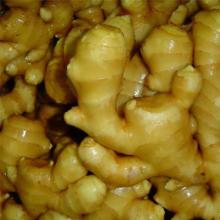 fresh ginger