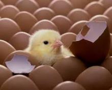 Fertile eggs