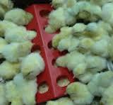 One day old chicks