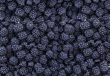 IQF  Frozen   Blackberry   whole s