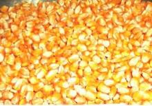 Good quality yellow maize
