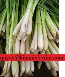  Fresh   Lemon   Grass 