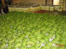 Green Cavendish Banana