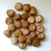 Betel Nuts,Cashew and Peanuts