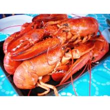 Lobsters