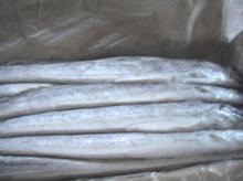 ribbonfish W/R