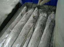 frozen hairtail whole round