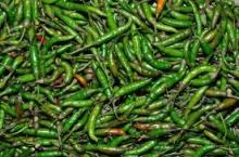 CAPSICUM