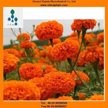  Lutein ( Marigold  extract)