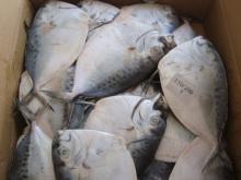 Light fishing Moonfish