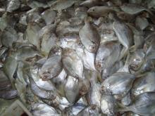 Fresh  Frozen   Butterfish 