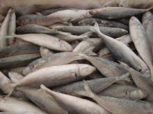 Frozen Blue Mackerel