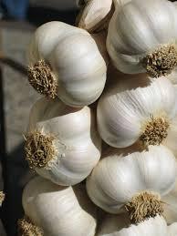 fresh  garlic s