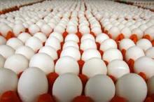 Table eggs in huge quantity