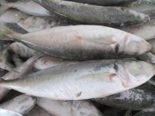 Blue  Mackerel   IQF  150-200g