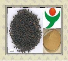 100% natural babchi seed extract