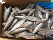 Frozen Horse Mackerel Trachurus Japonicus