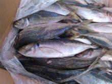 Frozen scad 8-10/kg