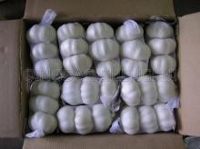 fresh white garlic