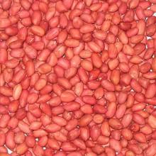 Best Quality Peanuts (Groundnuts)