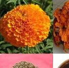 Lutein powder food grade