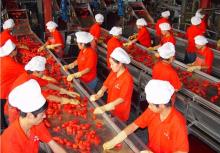 2013 New CropTomato Paste Packing in Drum