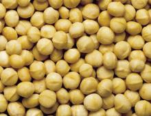 Macadamia nuts,apricot nuts,sesame nuts,cashew nuts,njansa seeds