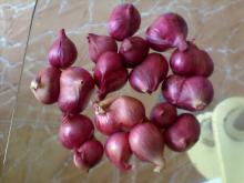Fresh Shallot