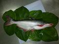 CAT FISH- BASA FISH-PANGASIUS-SWAI FISH