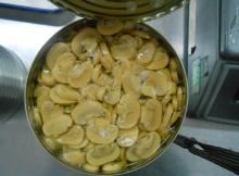 canned mushroom slice