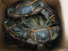  Live   Crabs 