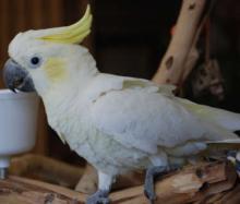 Parrot Chicks Available