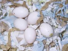 Fertilized Exotic Bird Eggs