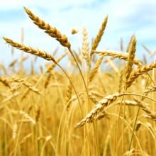  Whole   Wheat   Grain 