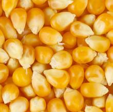 Maize